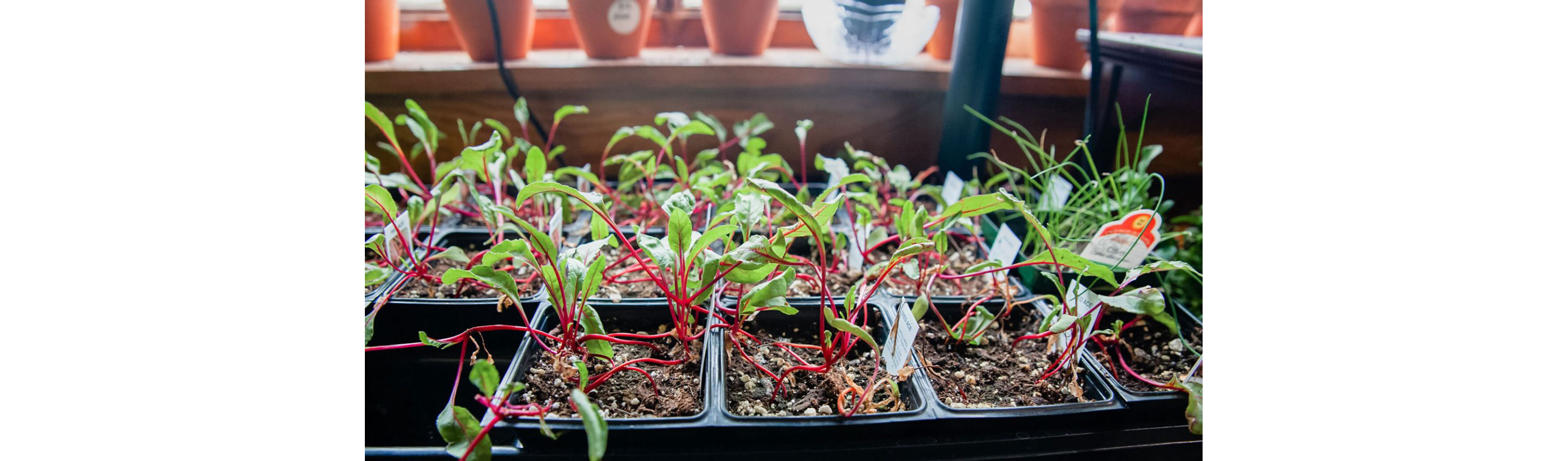 A tray of vibrant, lively plants.