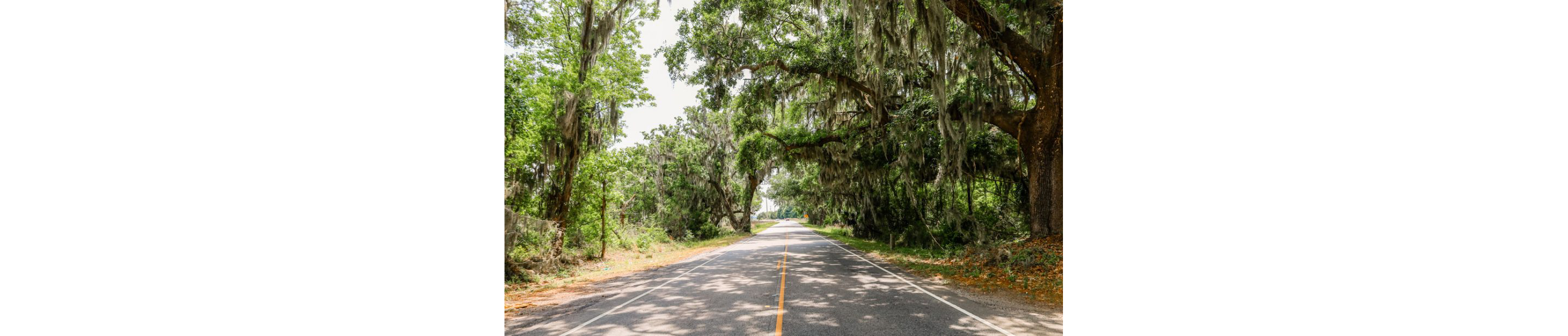 A tree-dense street of Charleston.