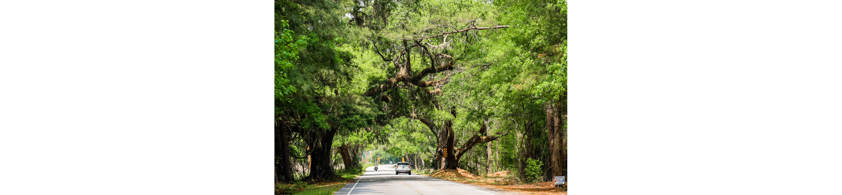 A car driving down a street enclosed by trees.