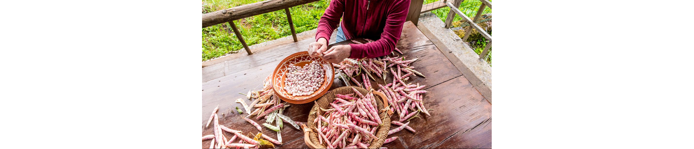 A person picking cranberry beans into a large bowl.