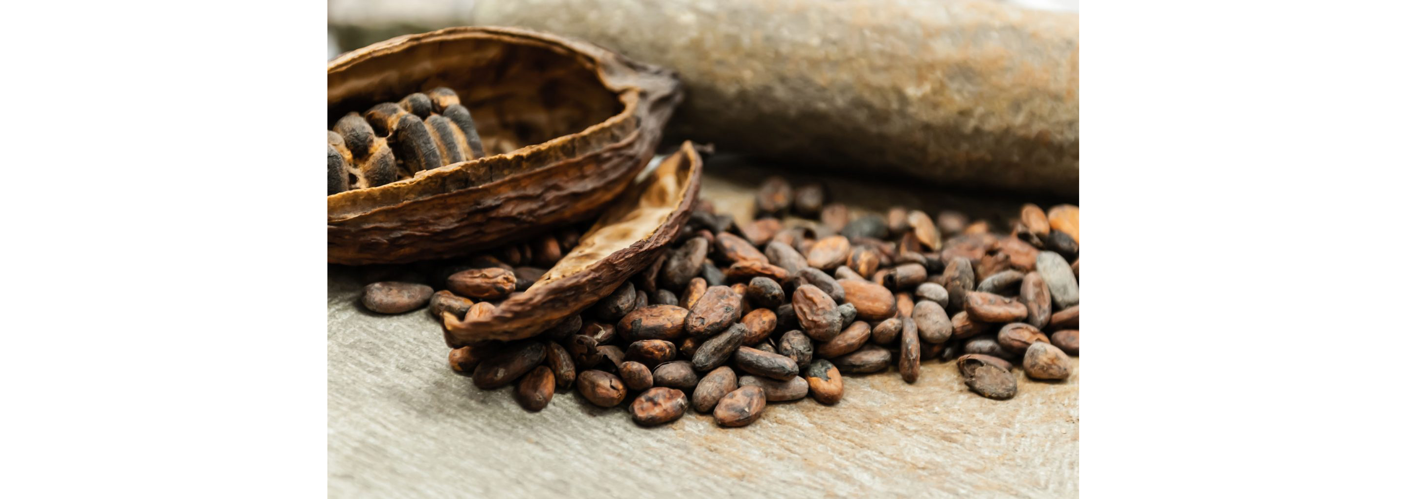 A small pile of cocoa beans resting on a table.