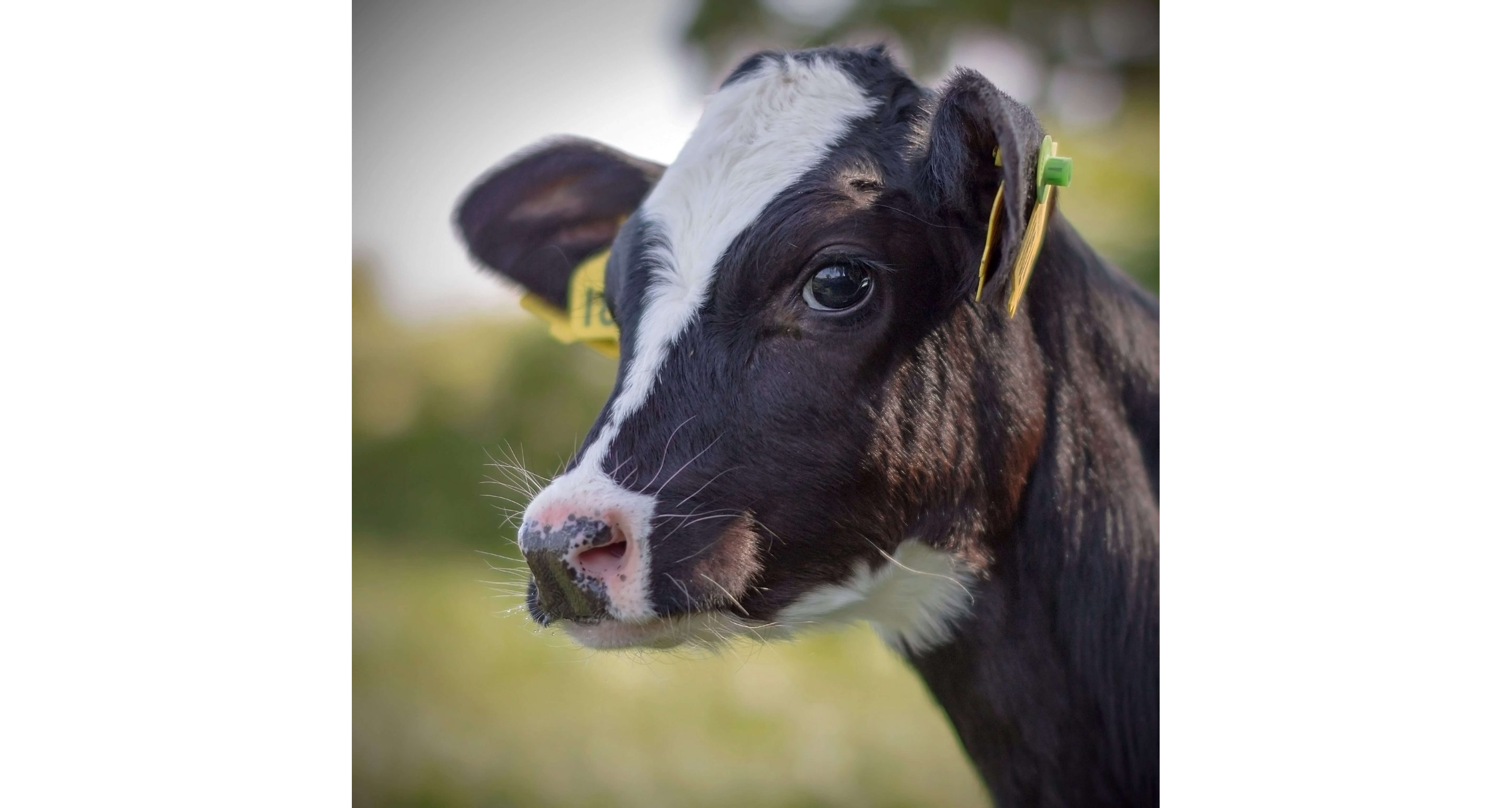 A young, fluffy calf looking off into the distance.