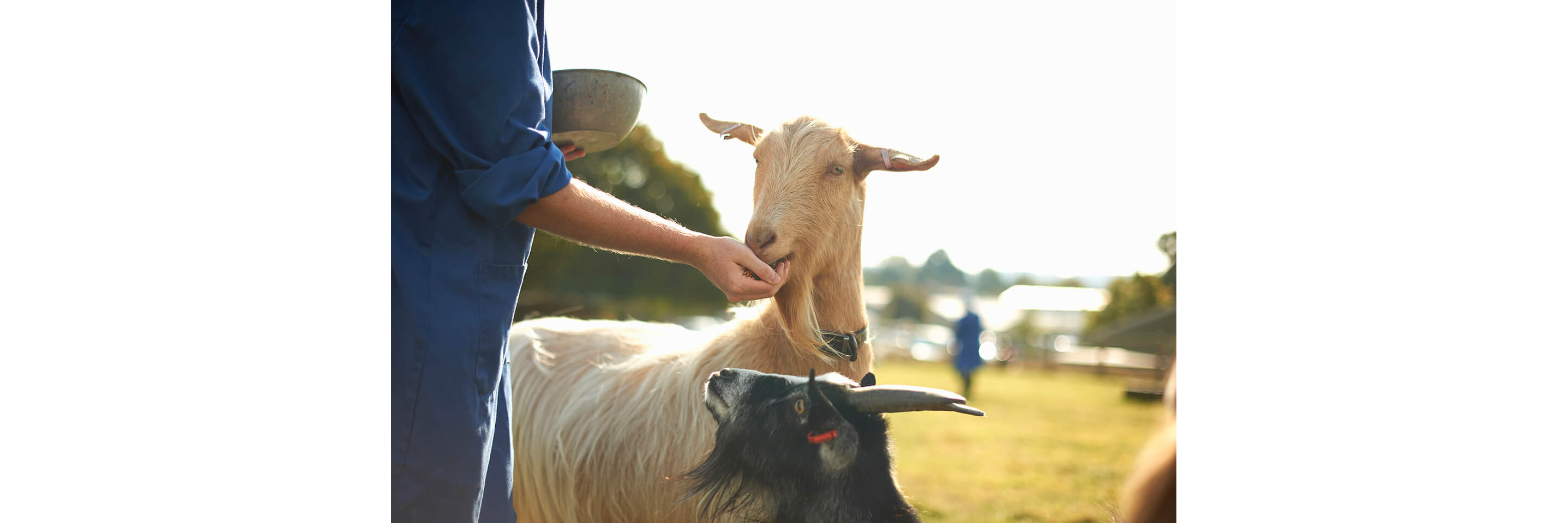 A person gently feeding two goats outside in the afternoon sun.