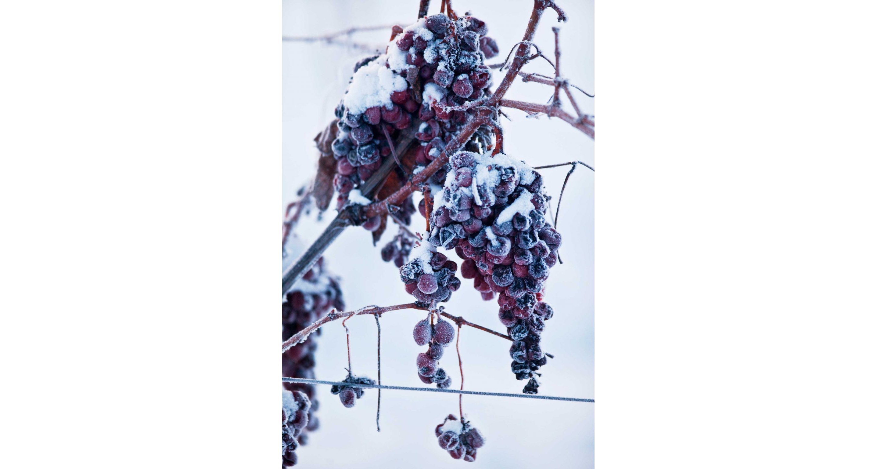 Red grapes frozen on the vine in fluffy, white snow.