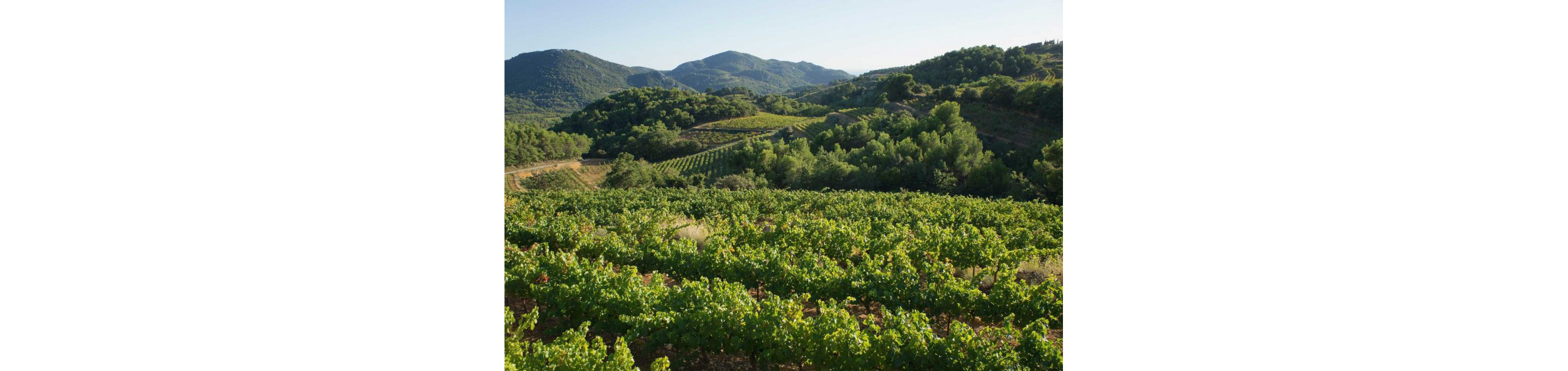 A beautiful, green landscape of lush wine vineyards.