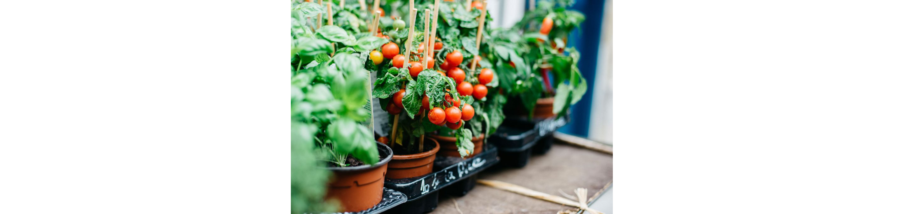 Cherry tomatoes growing in individual pots.