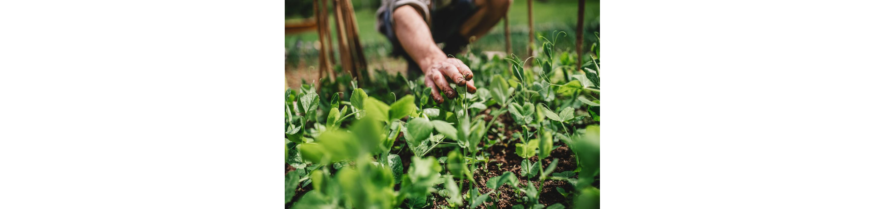 A person tending to small plants in the garden.