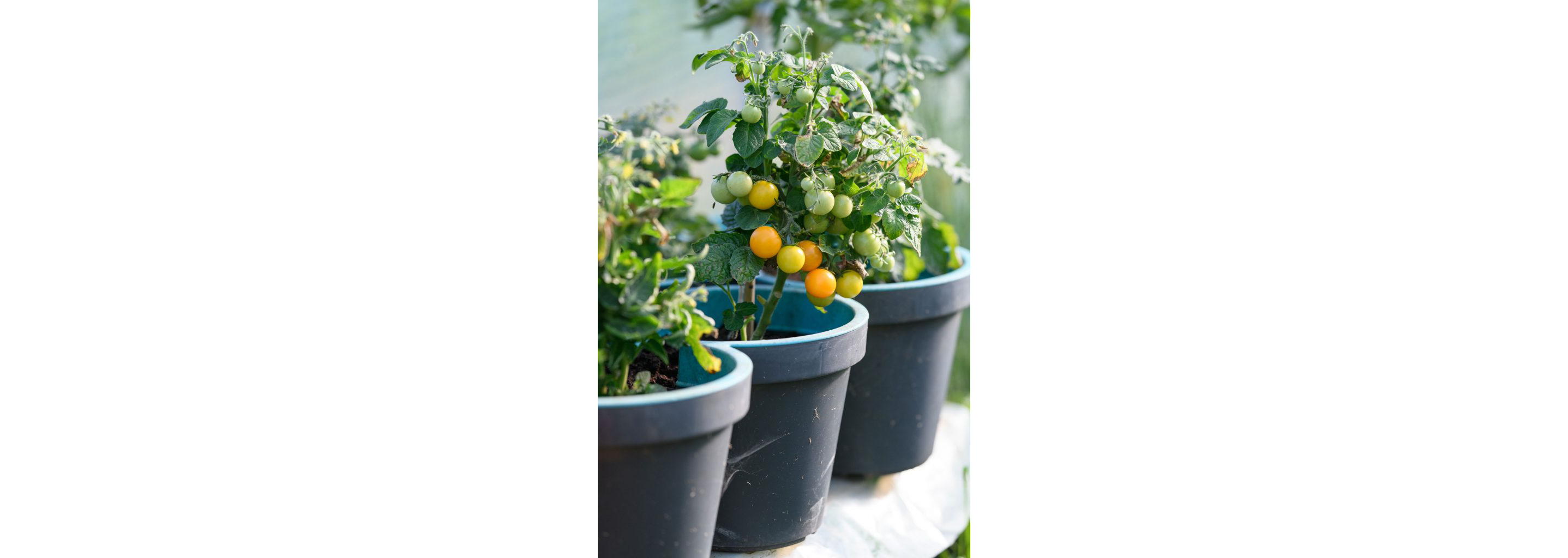 Cherry tomatoes growing outside in large pots.