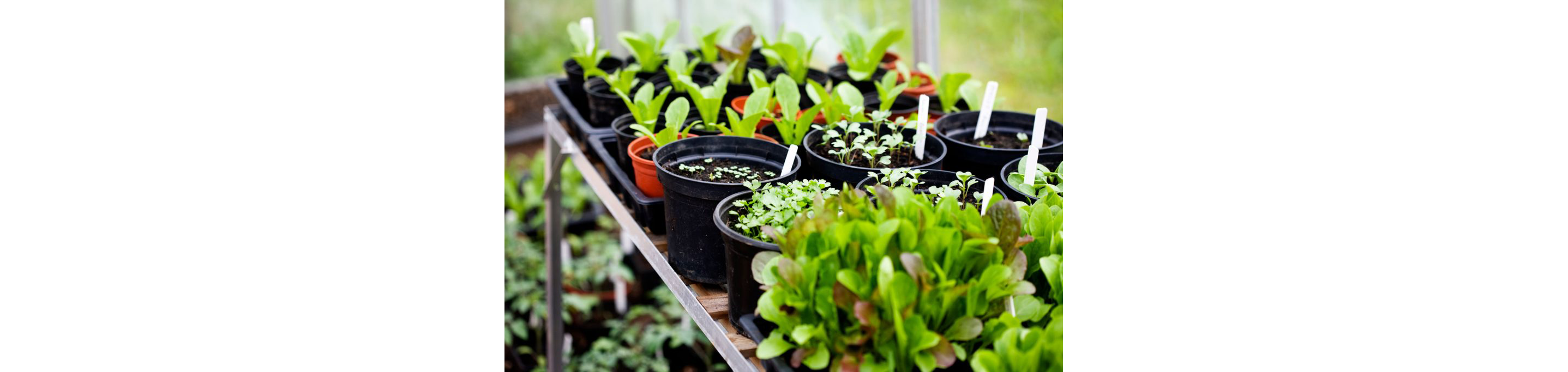 Herbs growing in small pots.