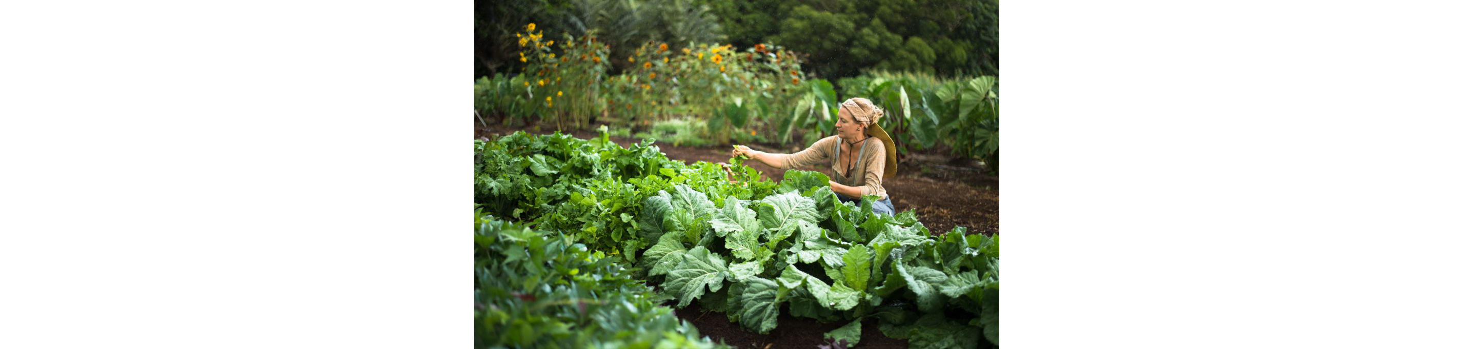 A person tending to small plants in the garden.