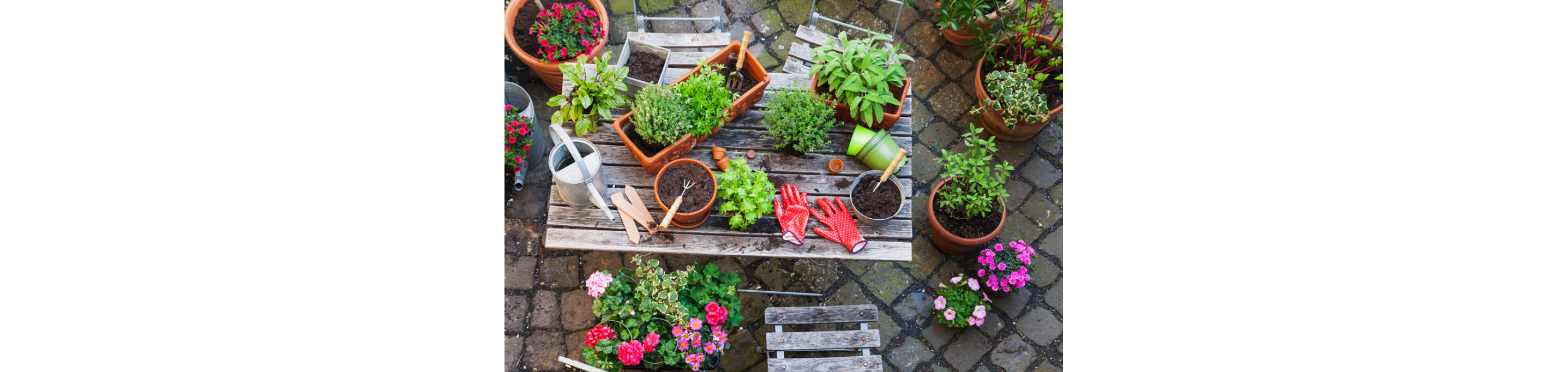 A variety of garden tools, pots and plants resting on a wooden table.