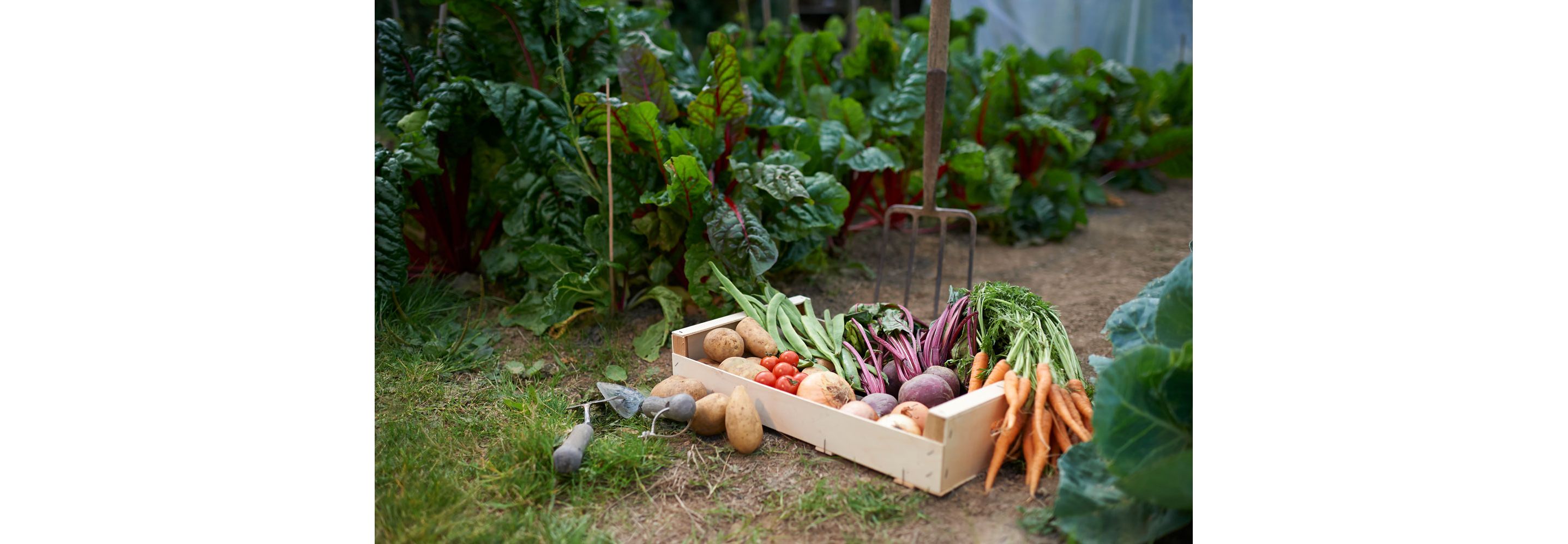 A wooden box filled with freshly picked vegetables from the garden.