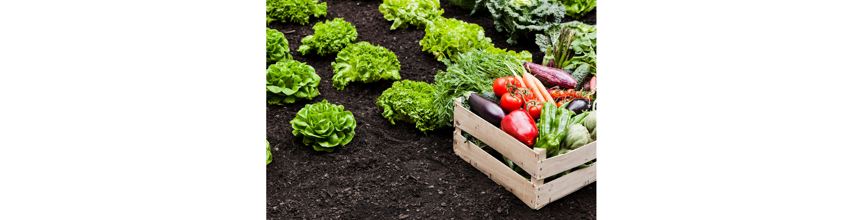 A wooden box filled with vegetables resting on the ground in the garden