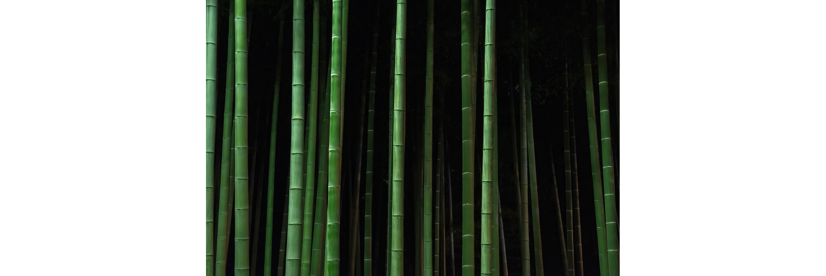 A lively green bamboo forest.