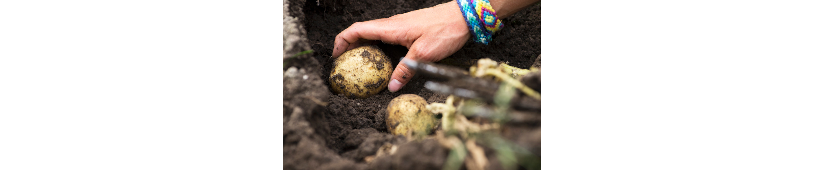 A person with colorful bracelets on removing a potato from the dirt.
