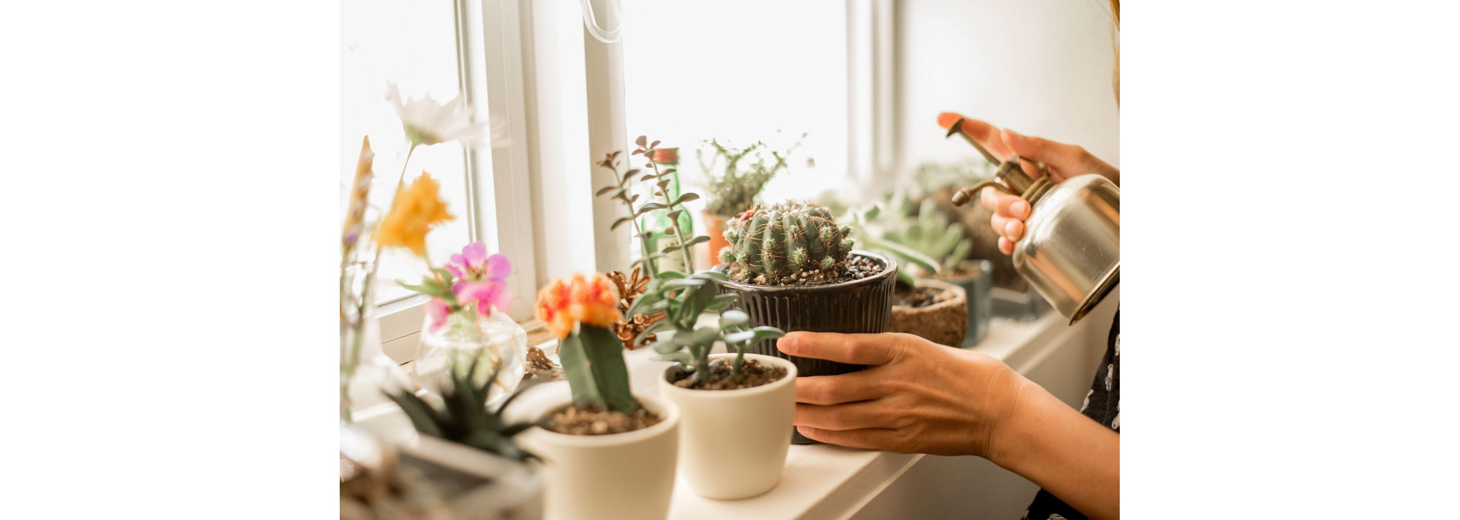 A window sill filled with a variety of house plants and succulents.
