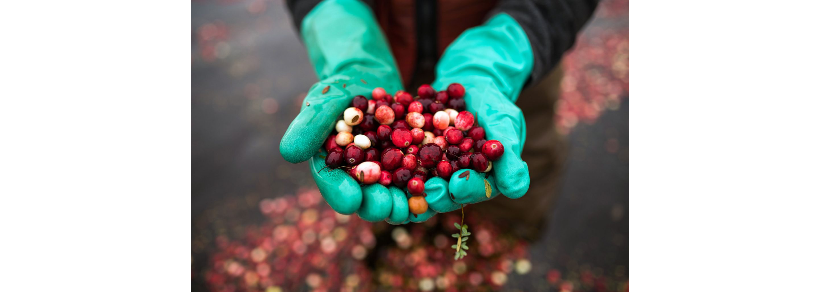 Gloved hands holding a handful of freshly picked cranberries.