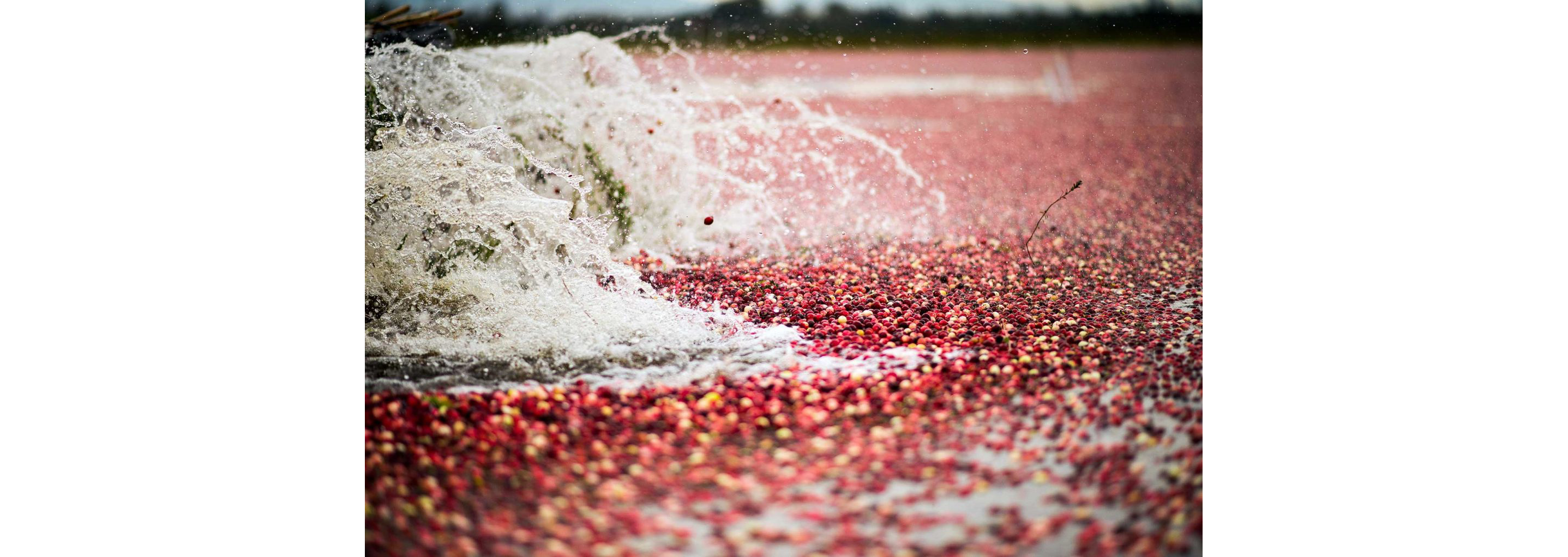Splashes disrupting a bog filled with cranberries.