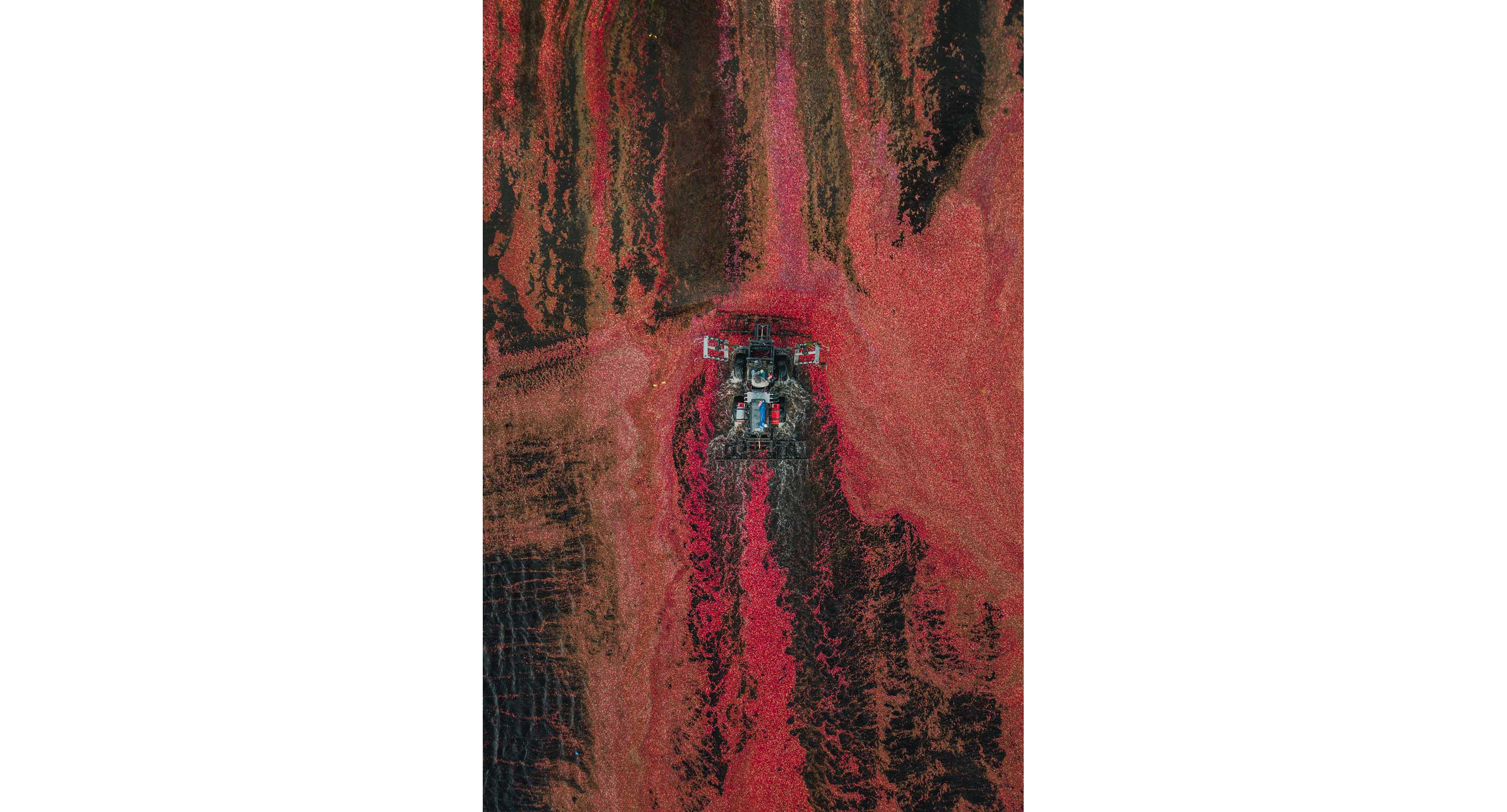 A vehicle driving through the bog of cranberries.