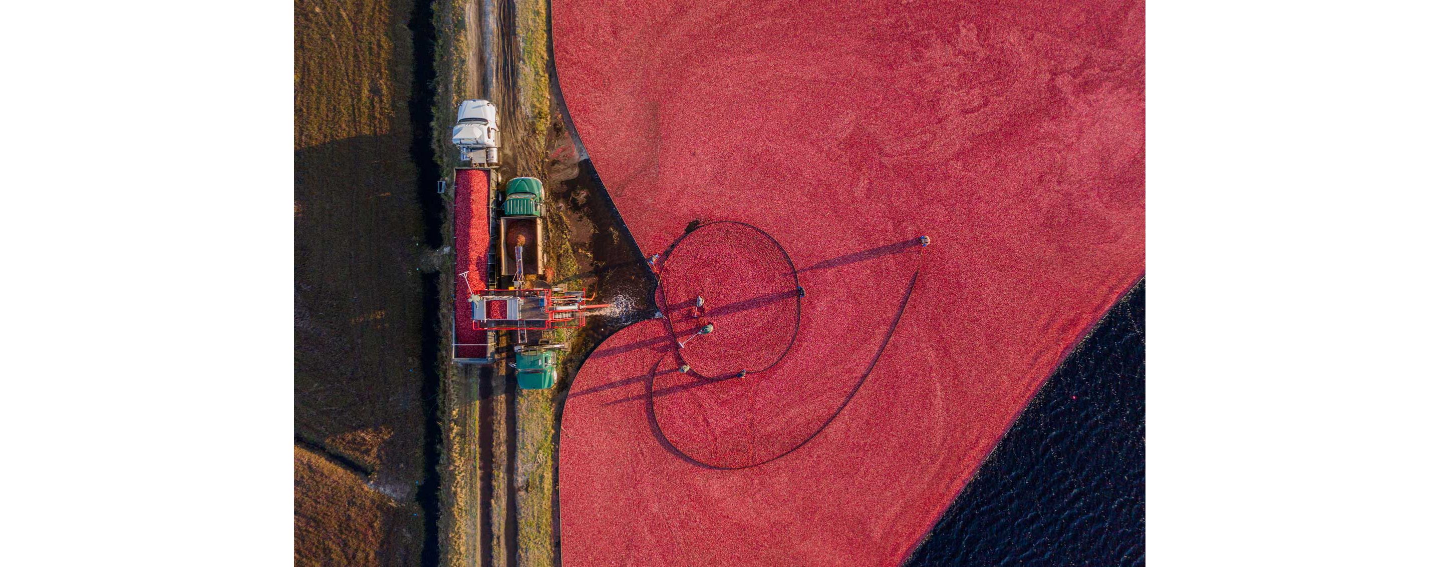 An overhead shot of a sea of cranberries being harvested.