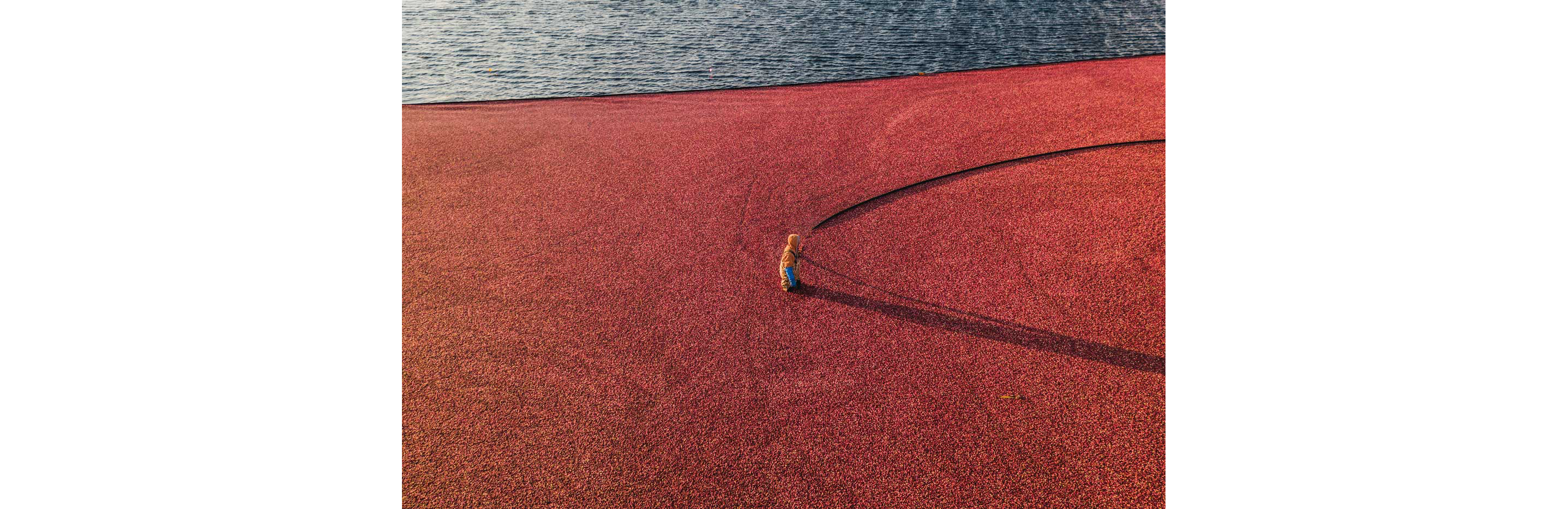 A harvester walking into a bog filled with thousands of cranberries.