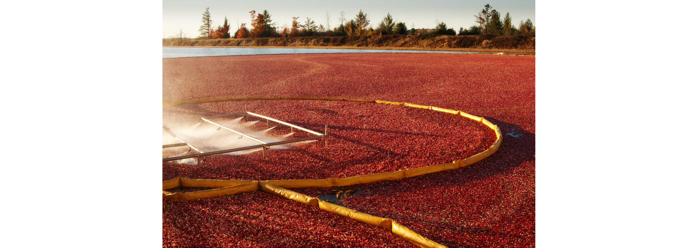 Cranberries floating in a bog as they are being harvested.