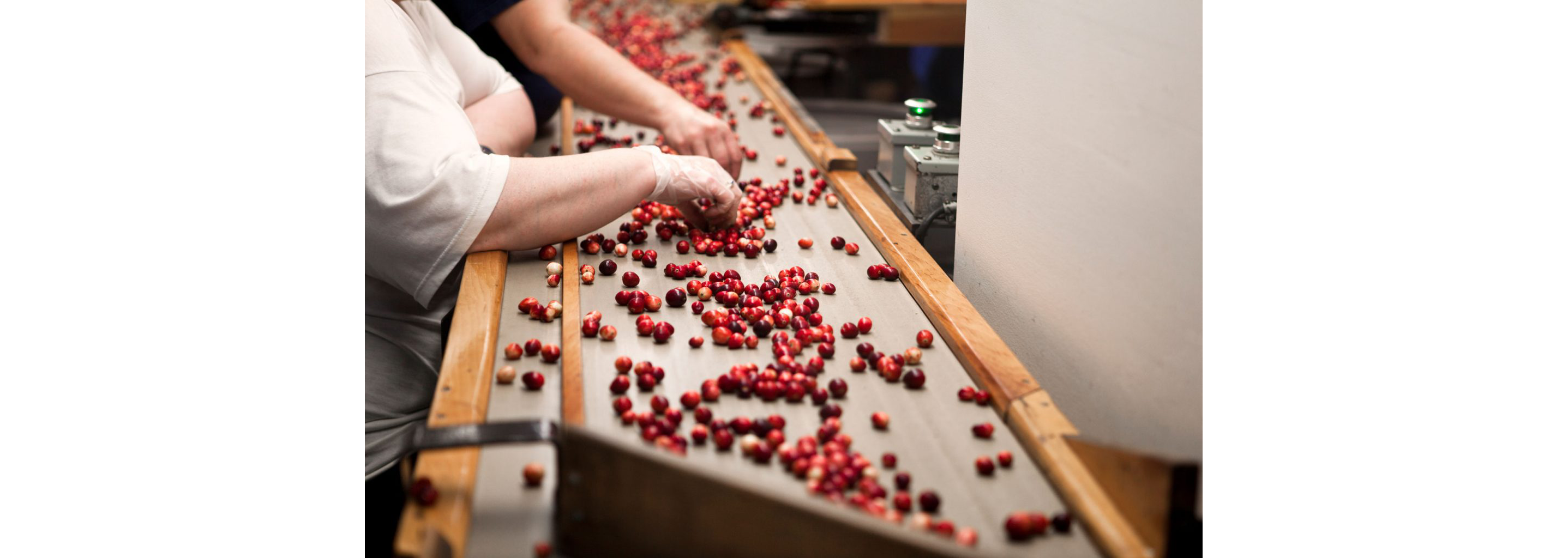 People sorting through individual cranberries.