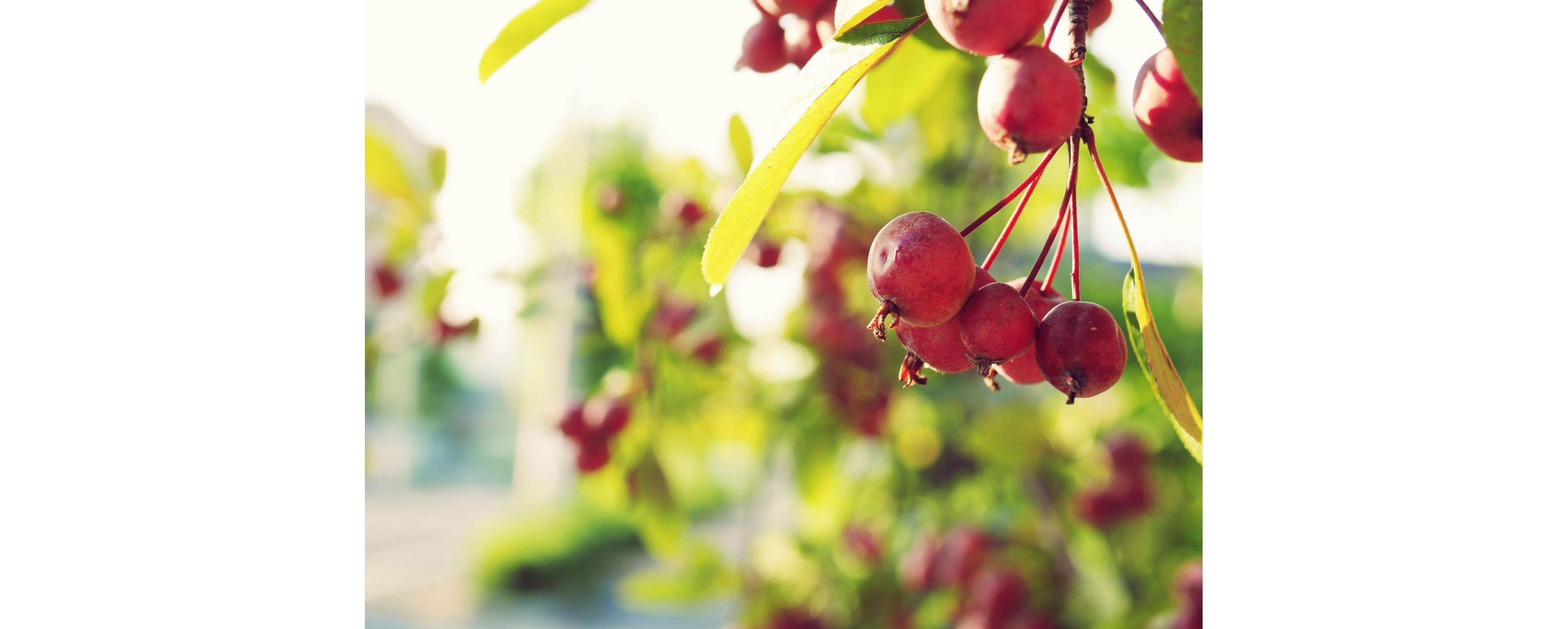 Cranberries growing in their shrubbery.