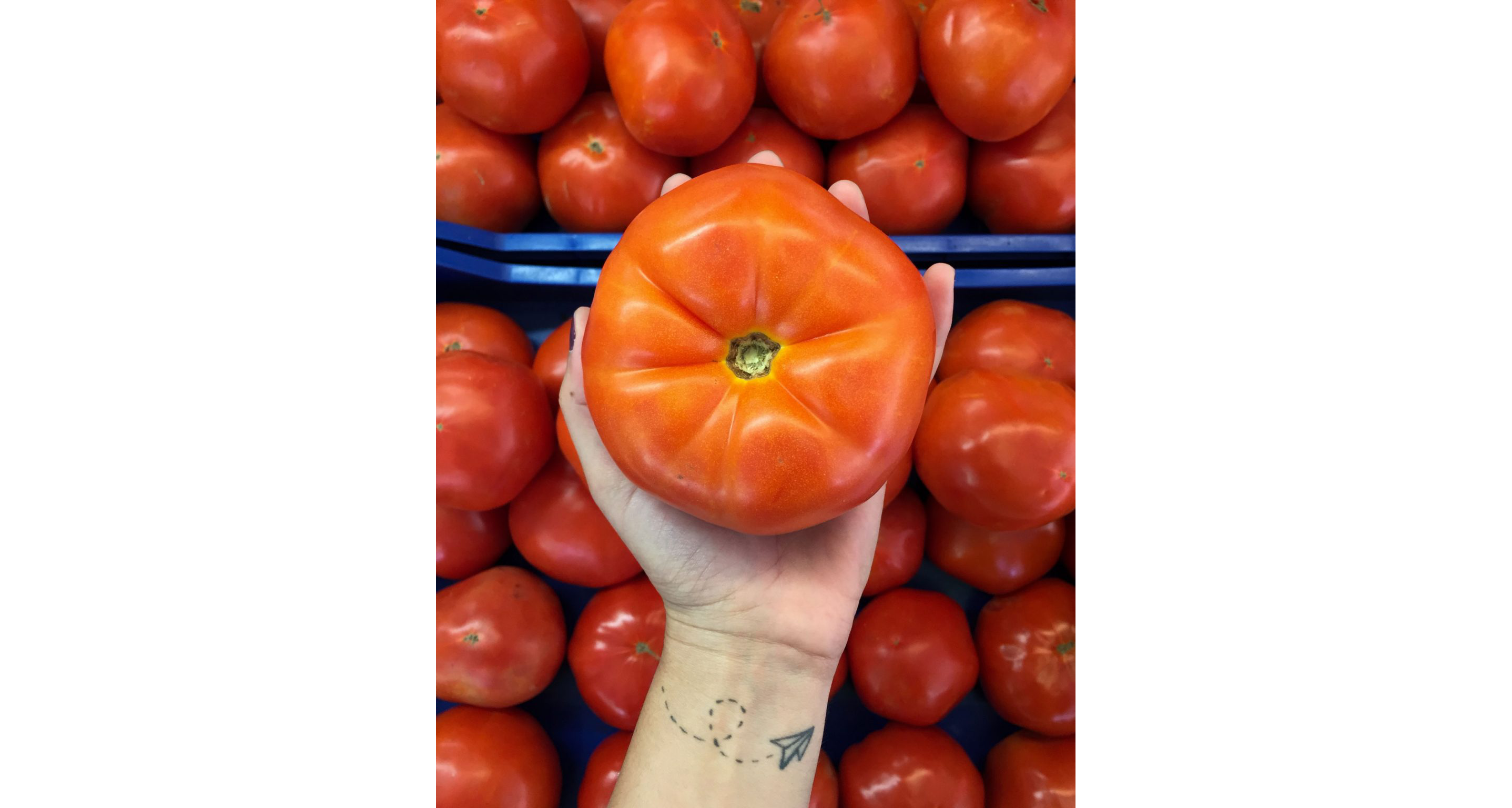 A person grasping a large, red tomato.