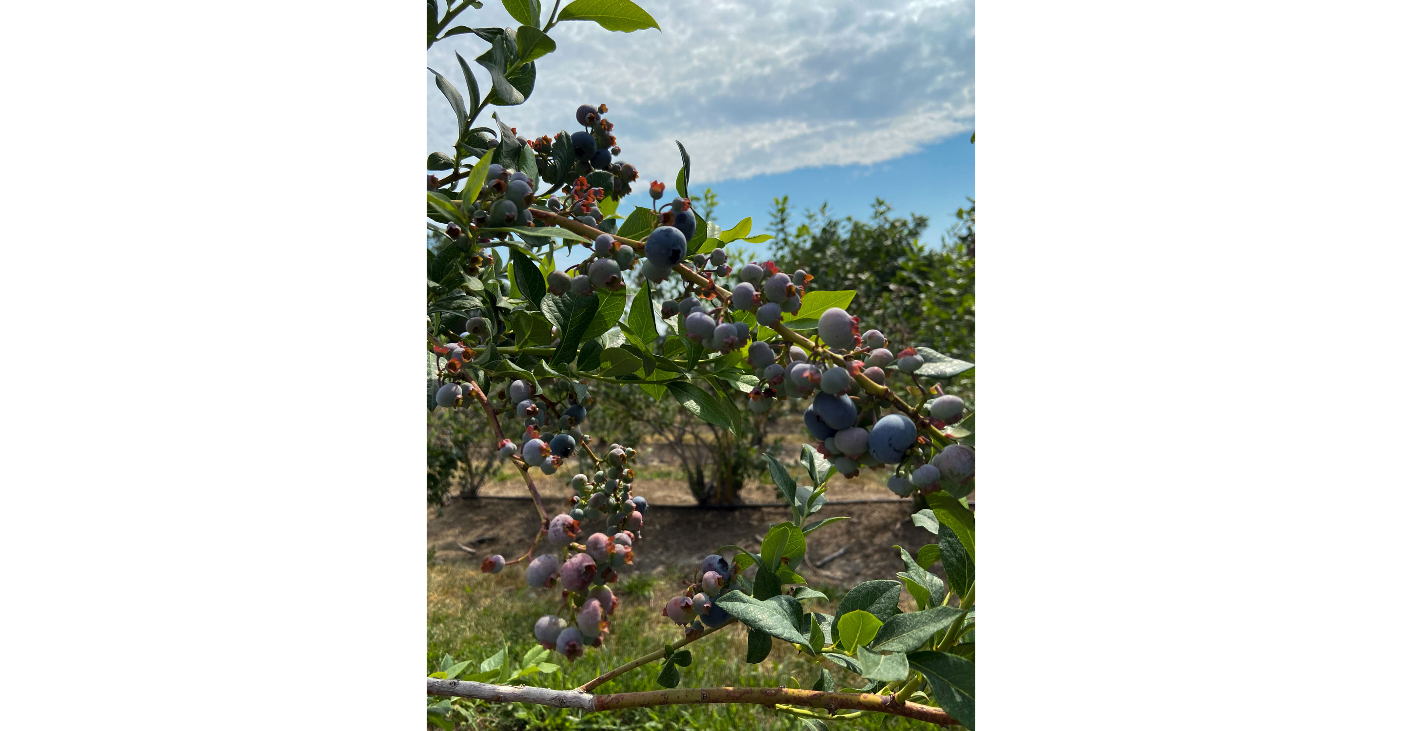 Blueberries growing in abundance.