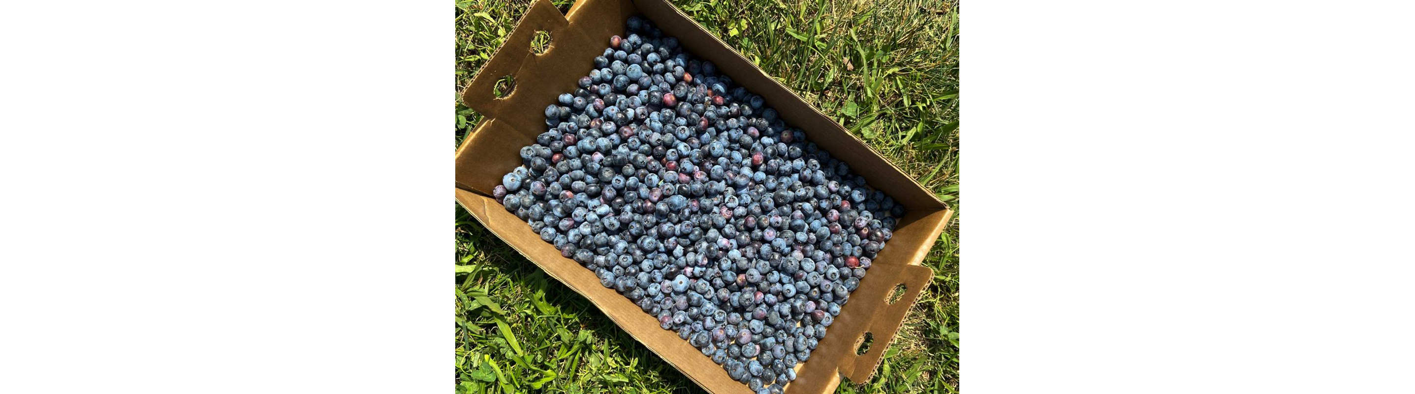 A cardboard box filled with freshly picked blueberries.