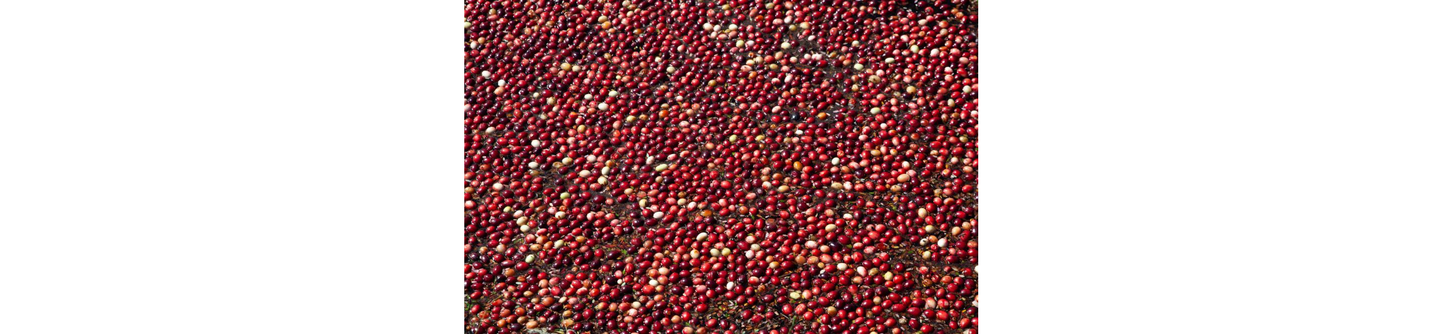 A sea of cranberries floating in the water.