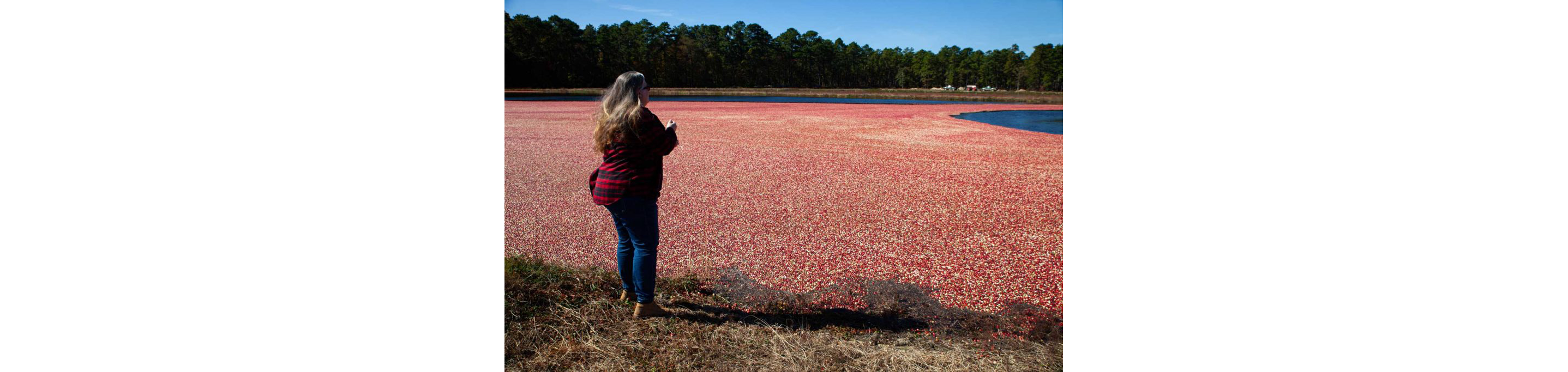 A woman staring at the bog of cranberries.