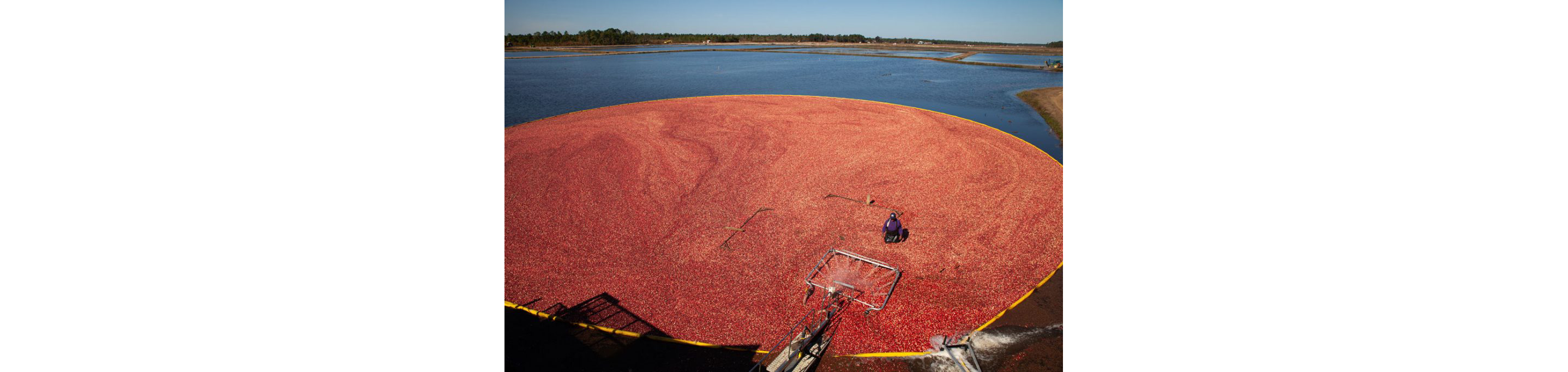 A person in the middle of a bog of cranberries.