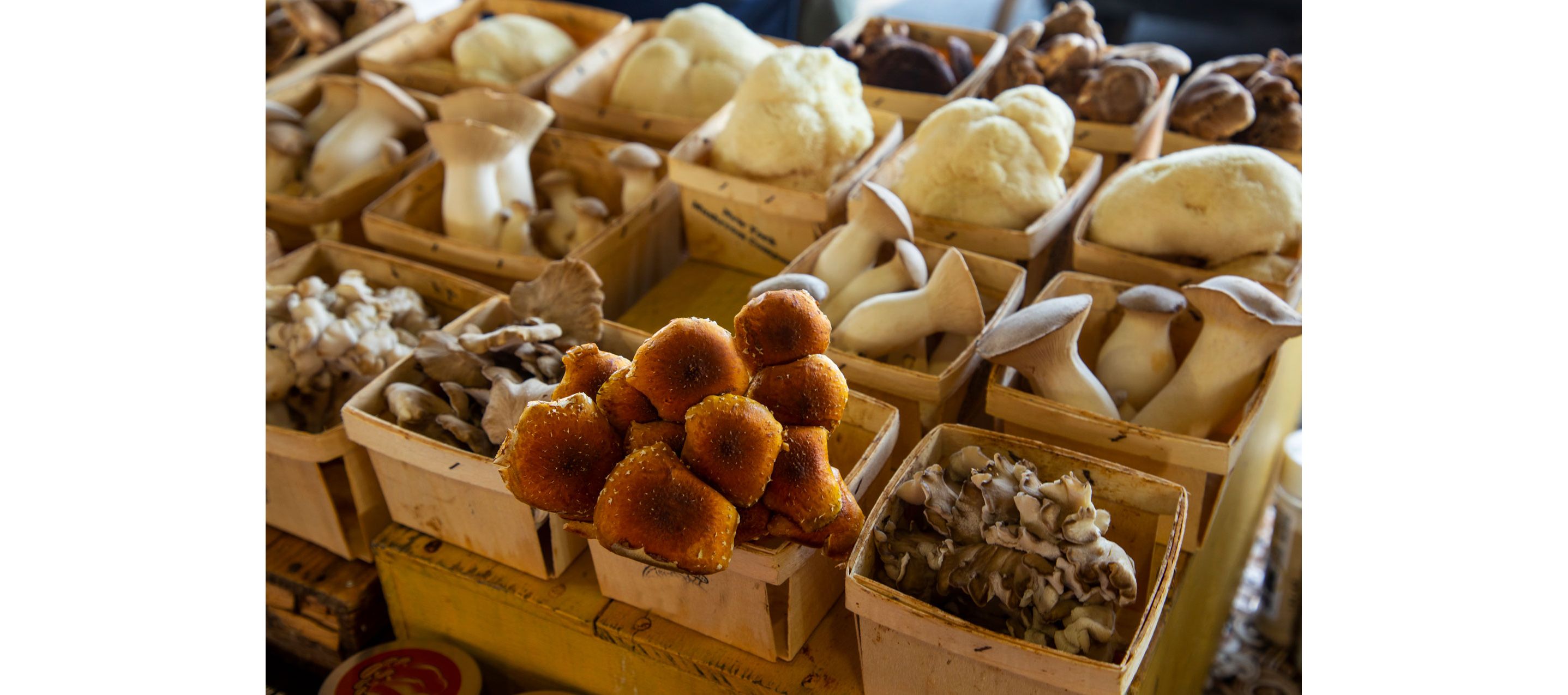 A variety of mushrooms set about in their own individual boxes.