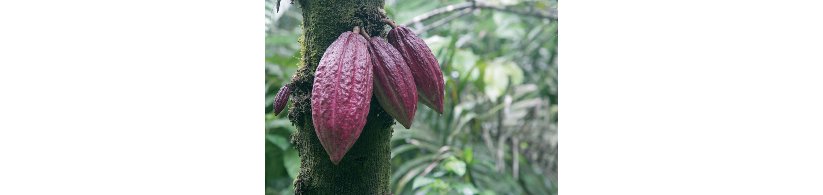 Naturally growing ruby cocoa beans.
