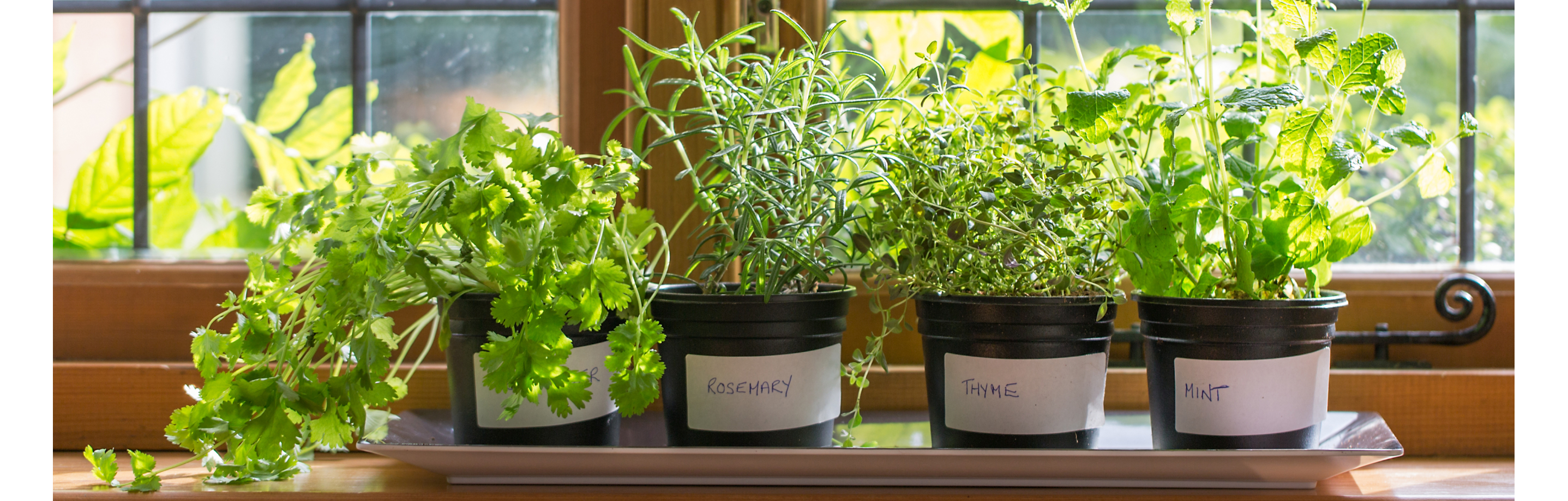 A small windowsill herb garden.