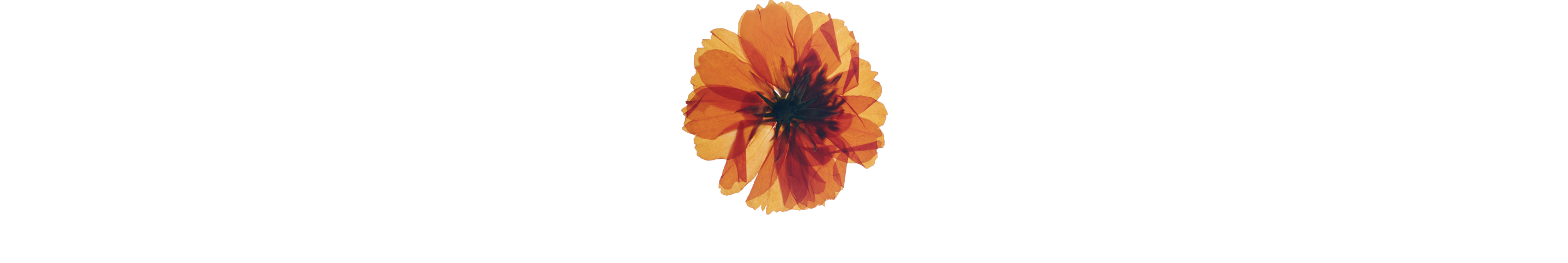 A large orange dried flower.