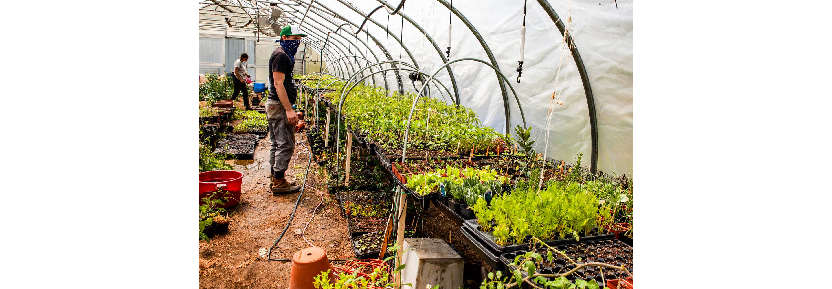 A gardener attending to his nursery.