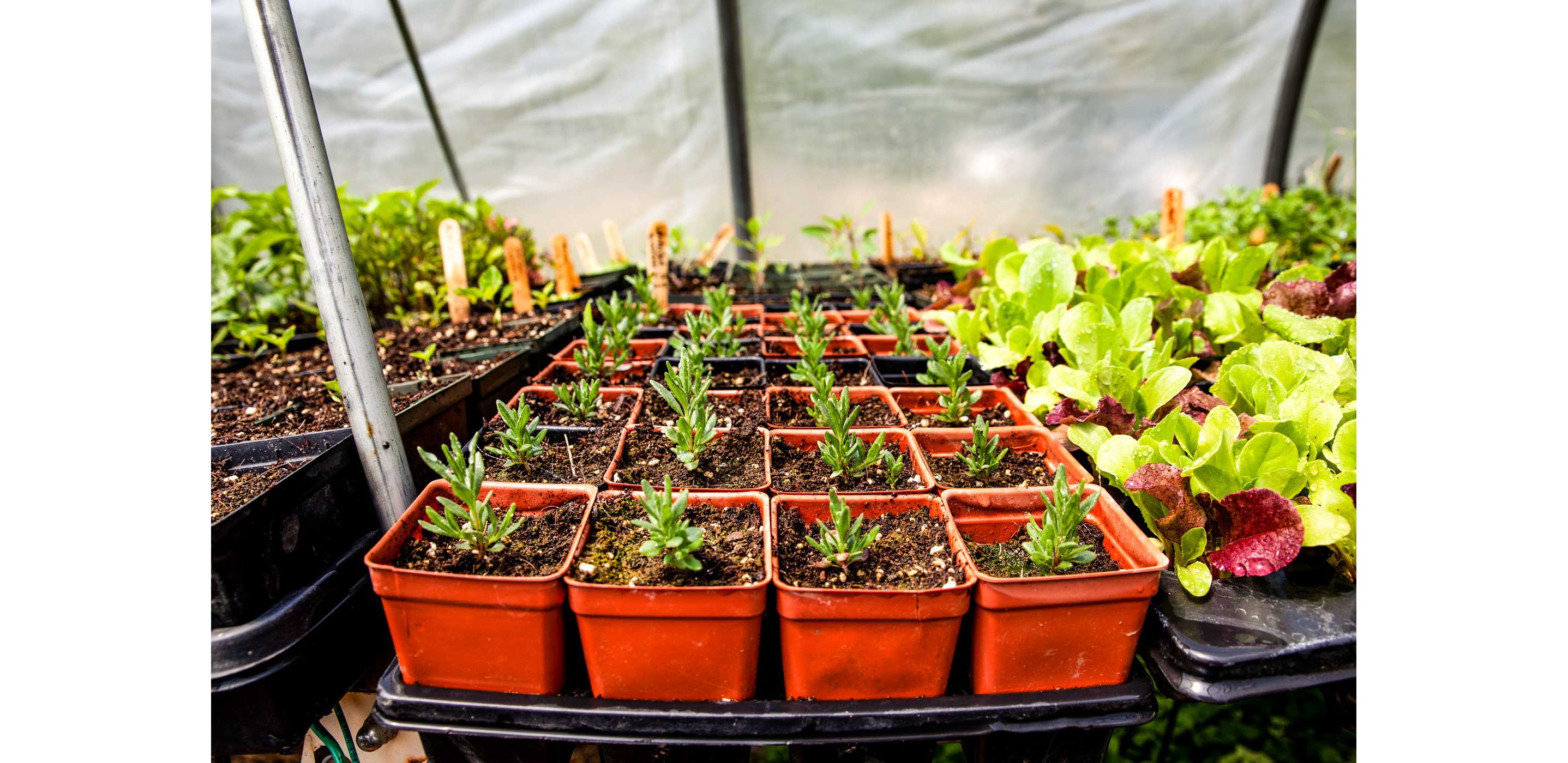 A set of individually potted budding rosemary plants in a nursery.