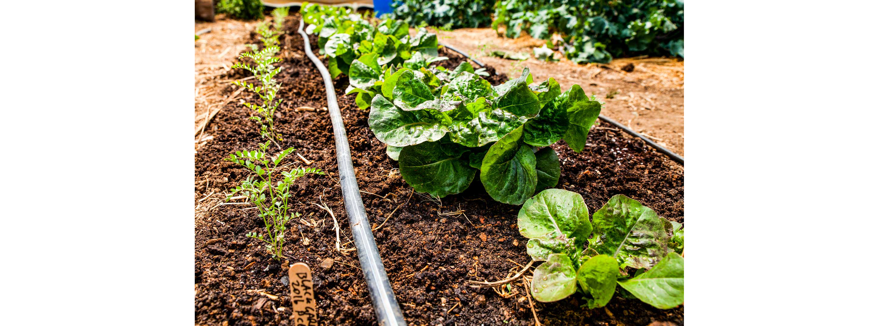A watering system dedicated to the nursery.