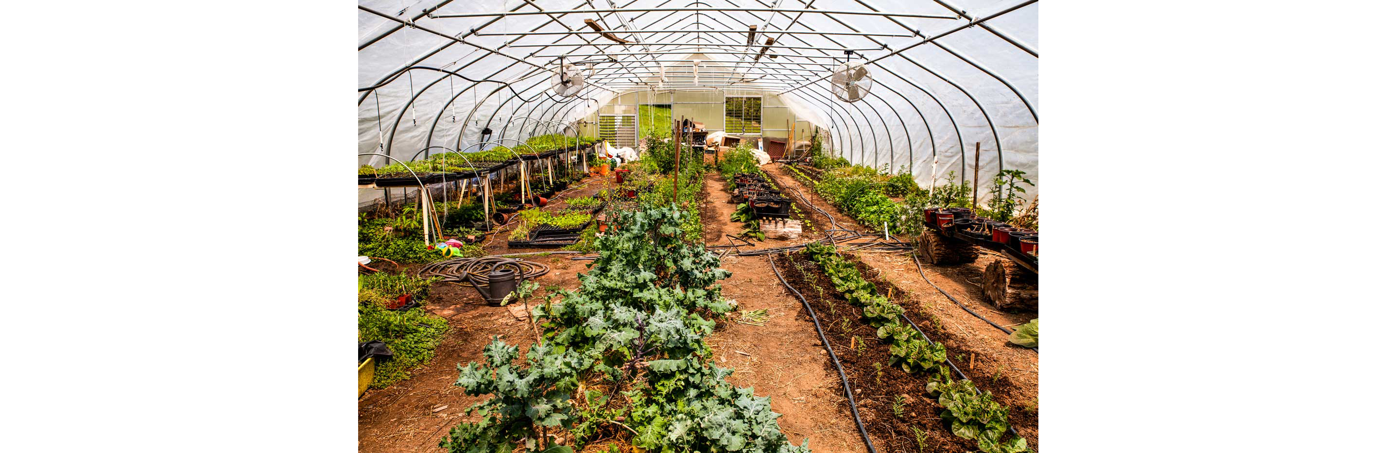 A small nursery with thriving with lavish plants.