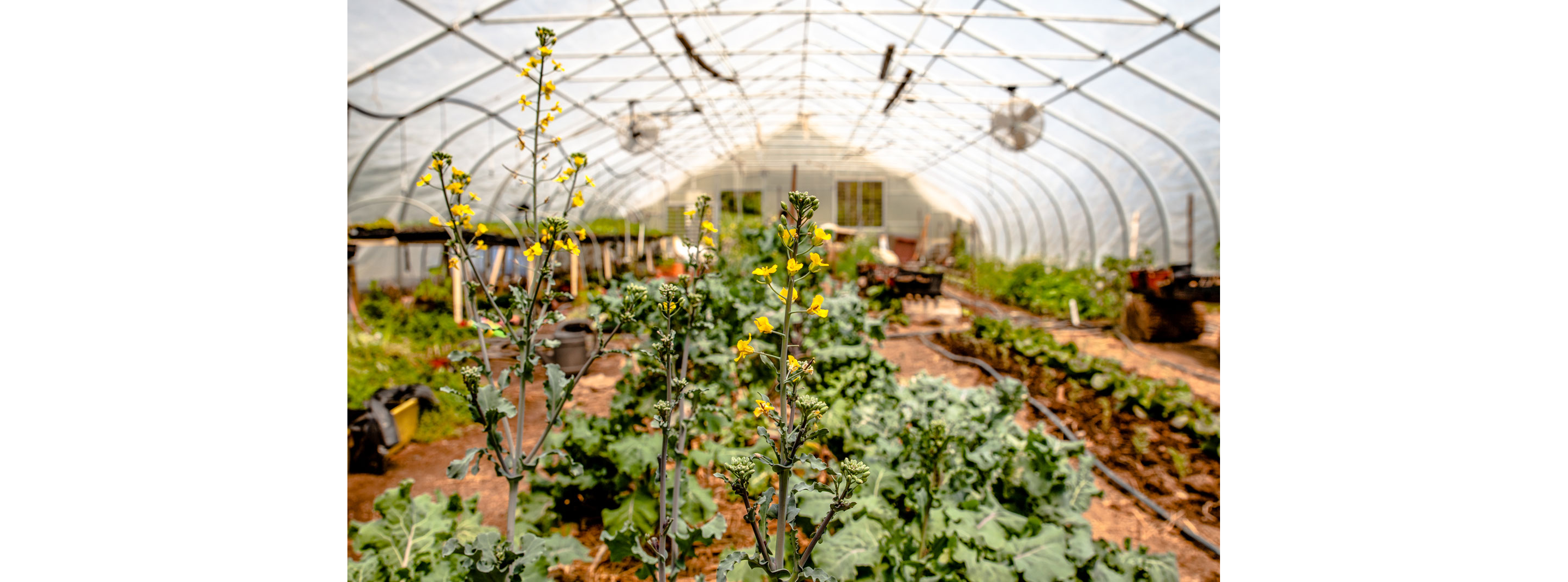 Yellow-flowered plants growing strong and tall in a nursery.