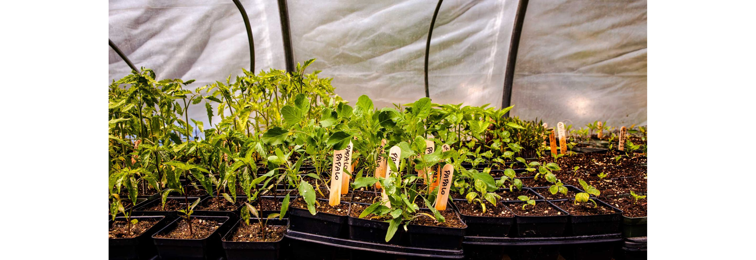 A set of Papalo plants labeled with popsicle sticks.