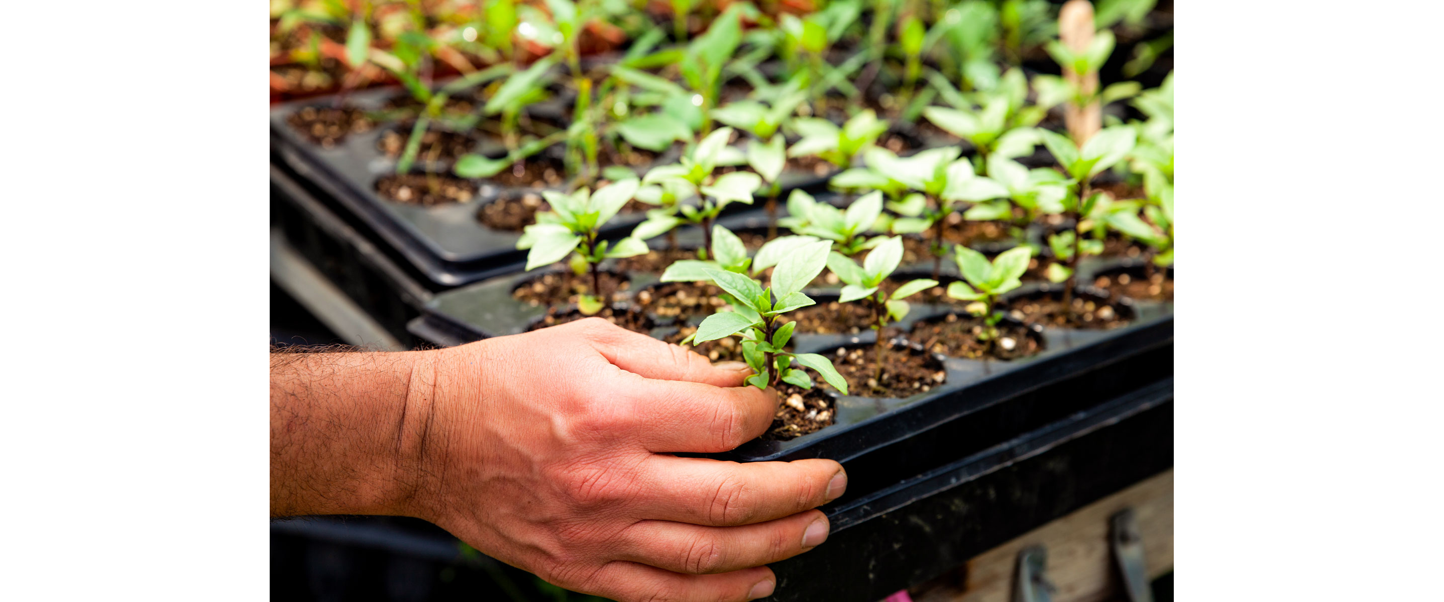 A hand tending to small budding plants.