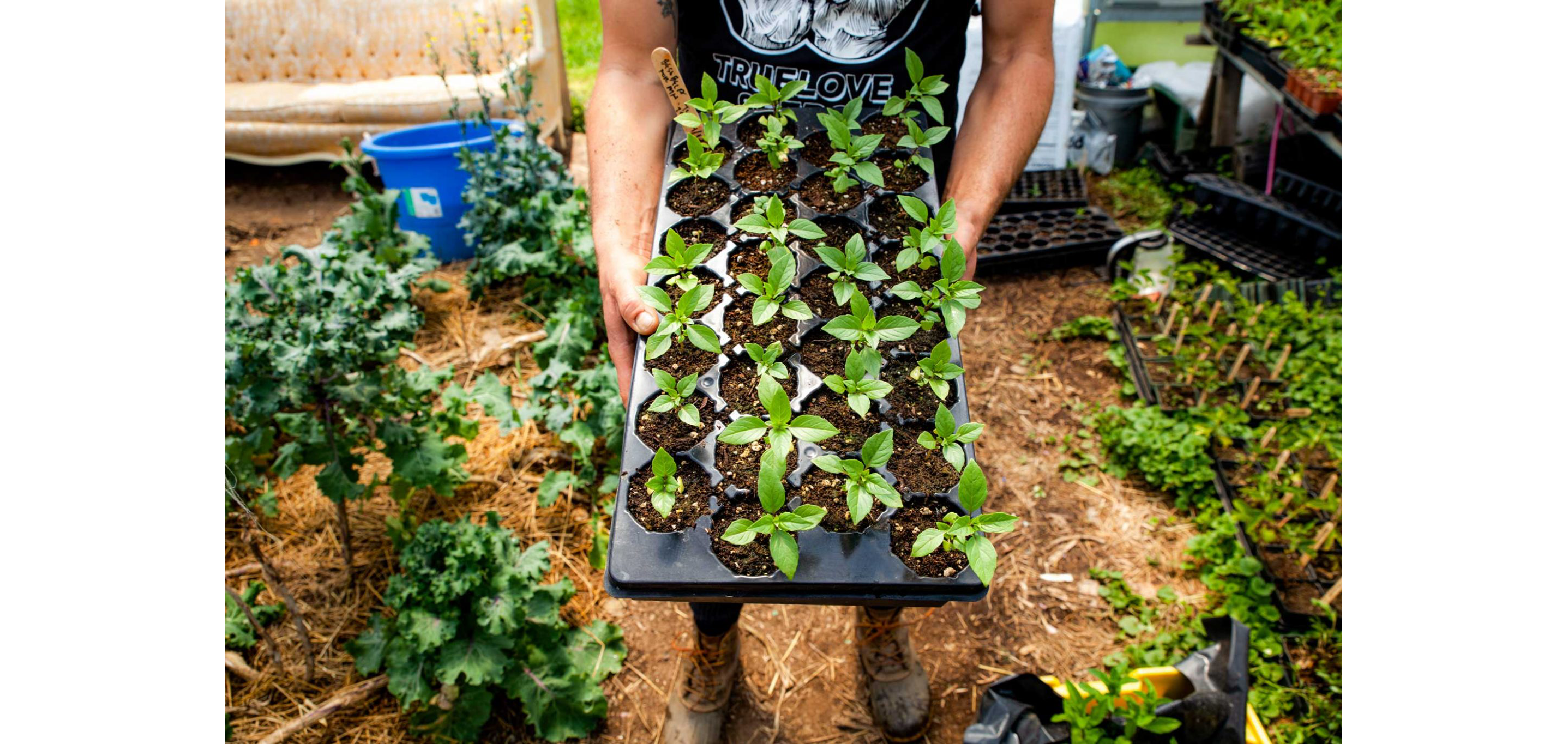 A person holding a tray of small budding plants.
