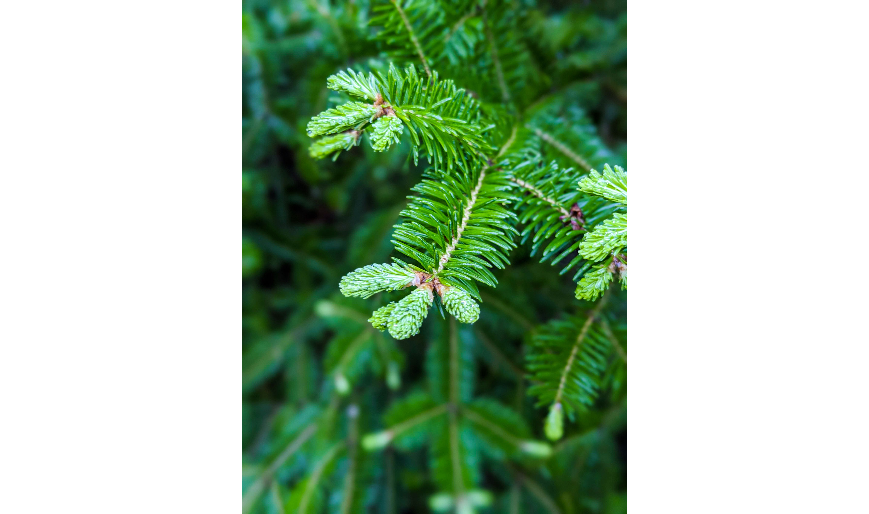 Basalm fir tips growing.
