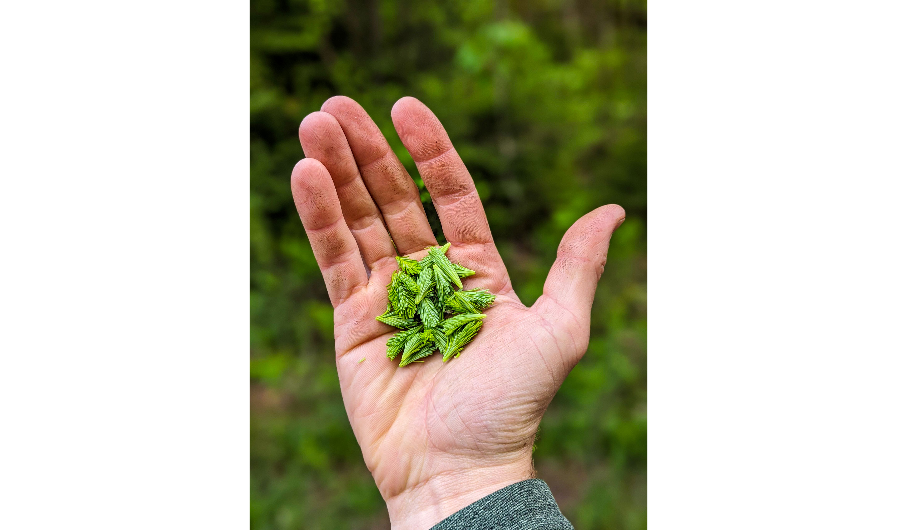 A person holding basalm fir tips.