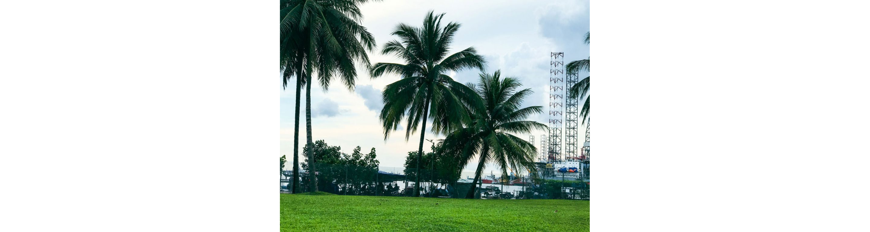 Large palm trees of West Coast Park.