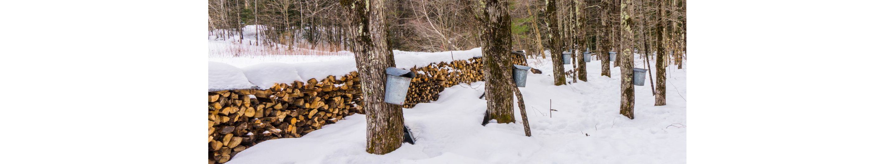 A snow-filled treescape with buckets attached to bark to extract syrup.